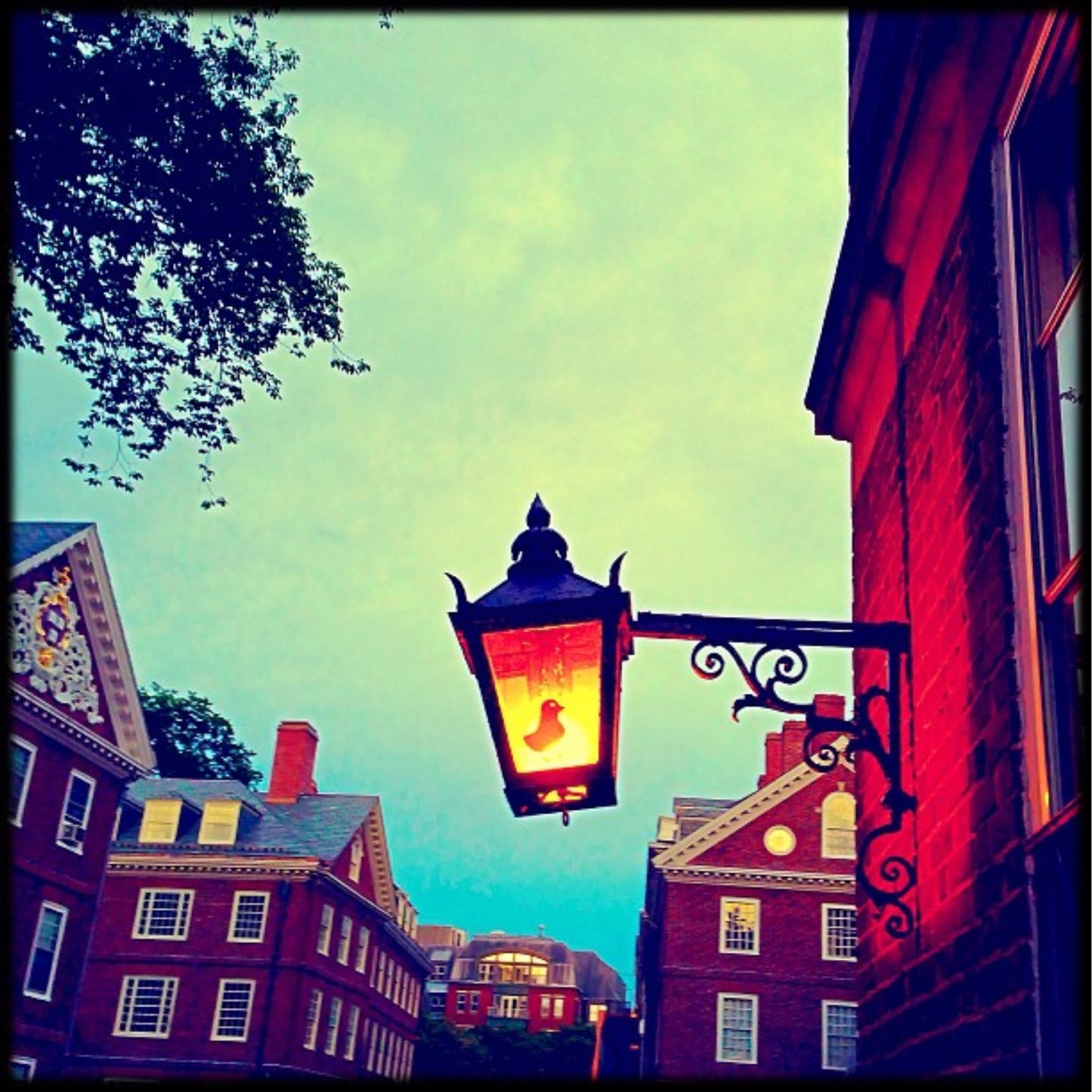 12x12 Bird in Lamp - Cambridge MA