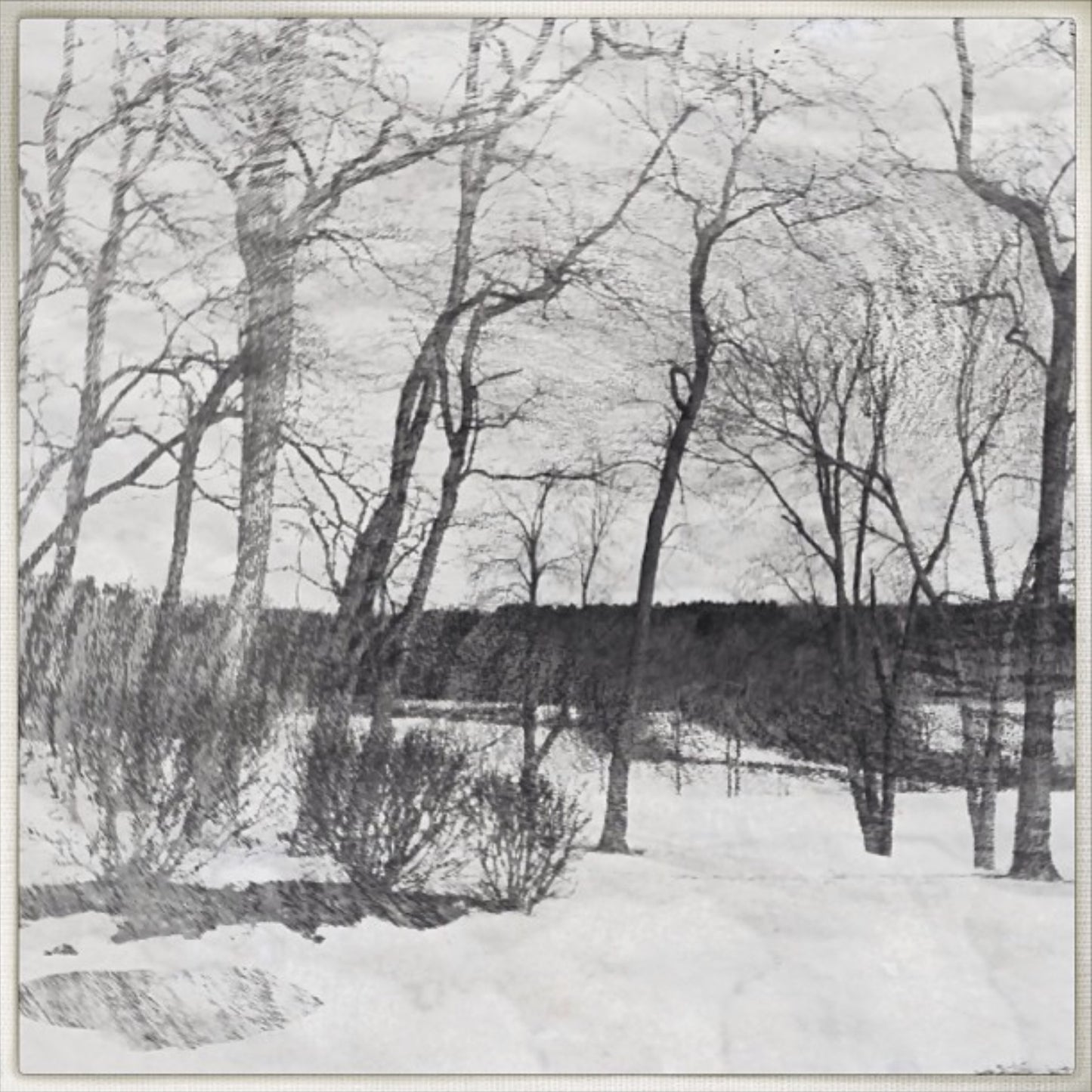 12x12 Trees in Black and White - Dryden MI
