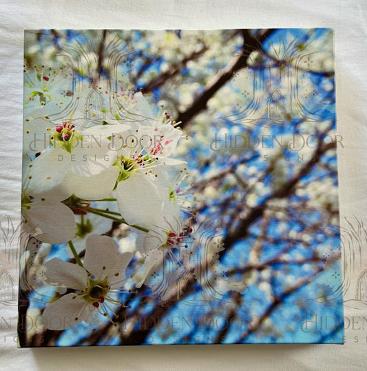 Trees Flowering in the Spring (12x12x1 Canvas Framed Photo)