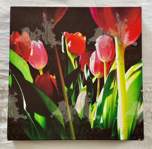 Tulips are Better than One (12x12x1 Canvas Framed Photo)