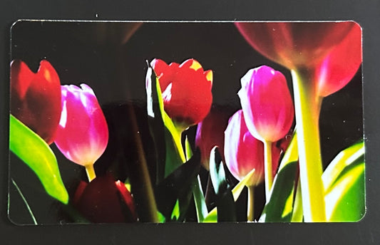 Magnet - Tulips Are Better Than One