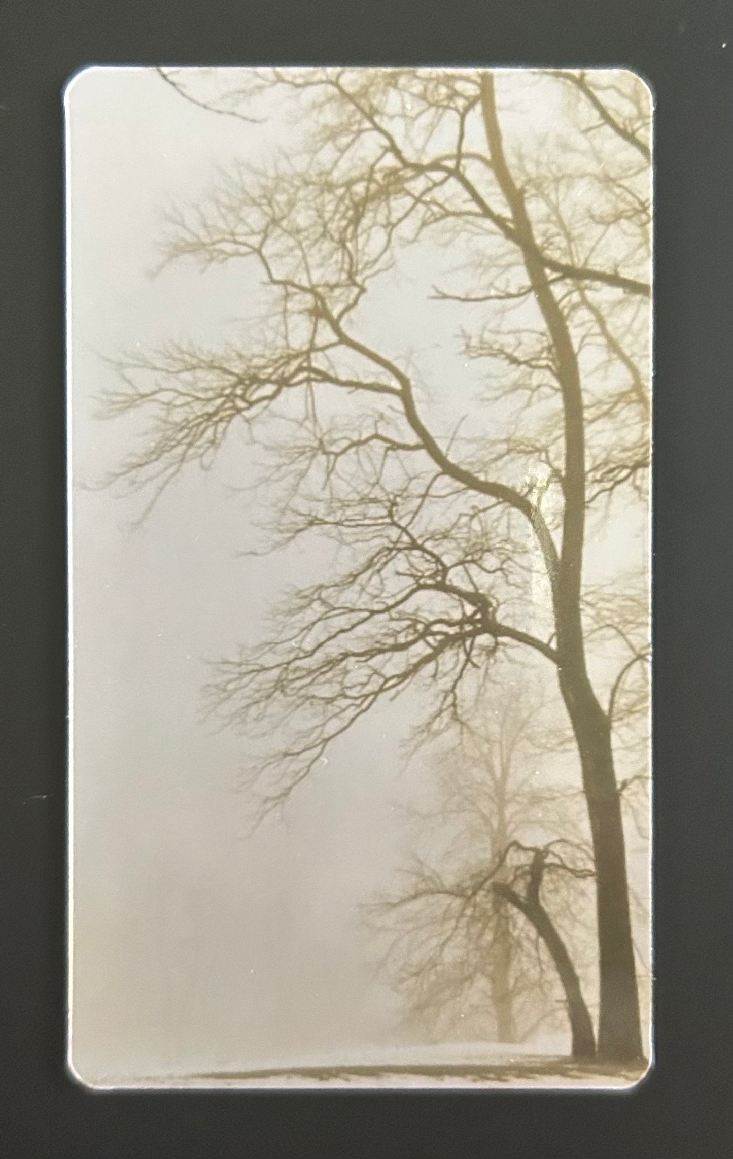 Magnet - Sepia-Toned Trees