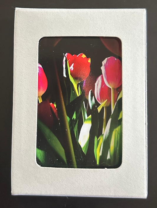 Playing Cards - Tulips are Better than One
