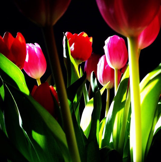 12x12 Tulips are Better Than One - Berkley, MI