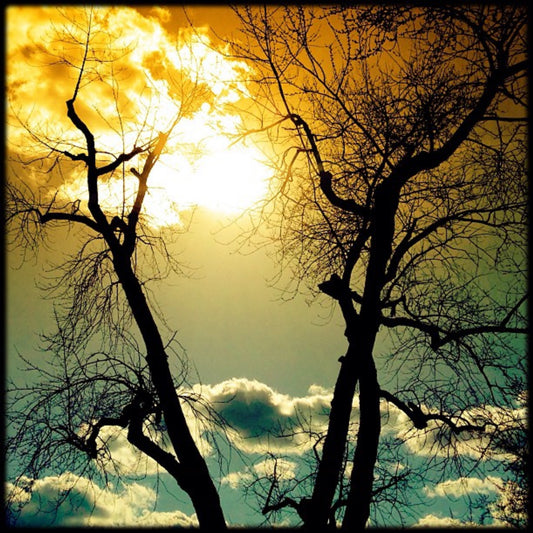 12x12 Trees at Sunset - Dryden, MI