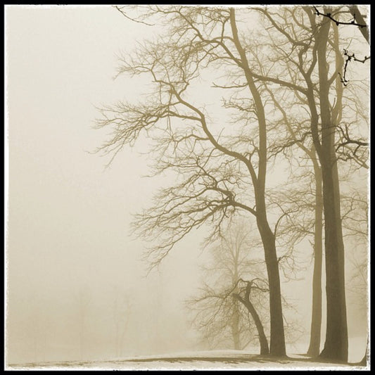 6x6 Winter Mist - Dryden MI