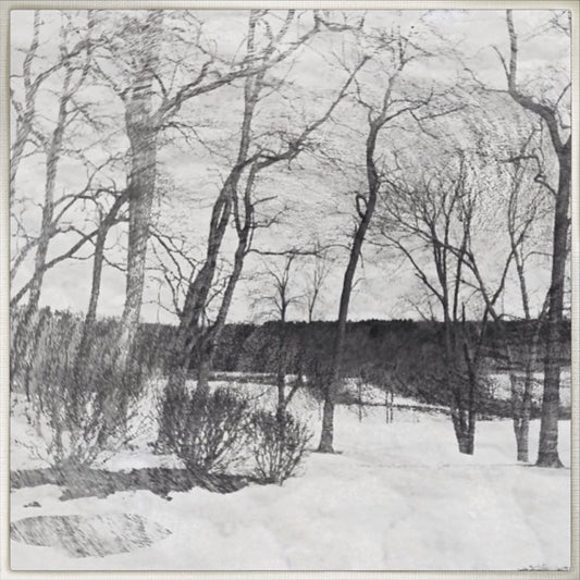 12x12 Trees in Black and White - Dryden MI